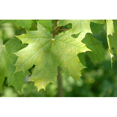 Metsävaahtera (Acer platanoides)